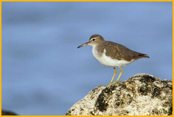 Juvenile <BR>Spotted Sandpiper