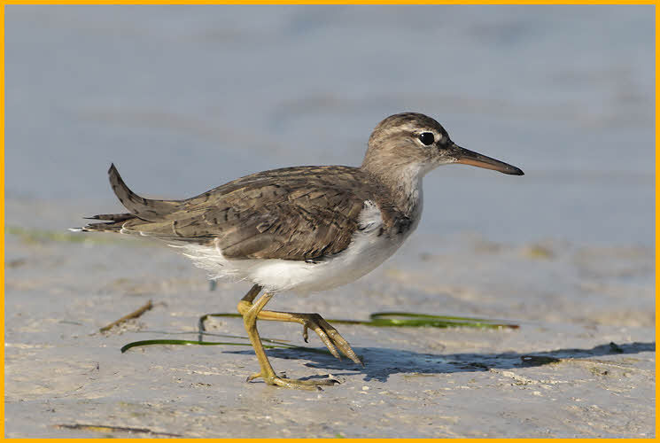 Nonbreeding<BR>Spotted Sandpiper