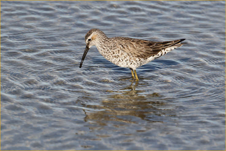 Transition<BR>Stilt Sandpiper