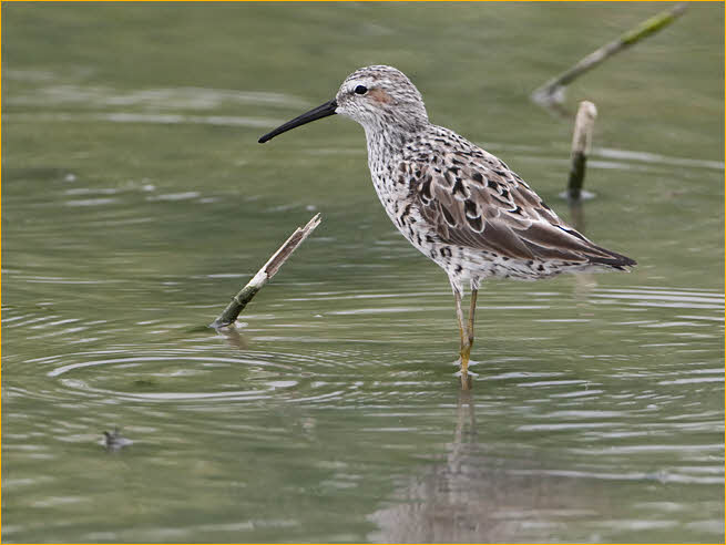 Stilt Sandpiper