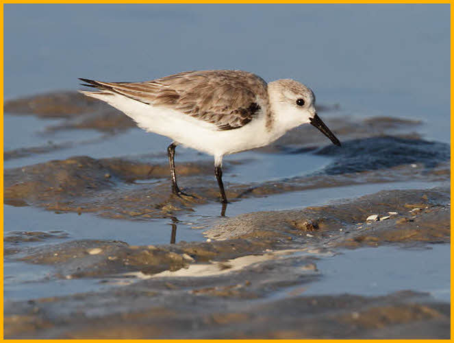 Nonbreeding<BR>Western Sandpiper