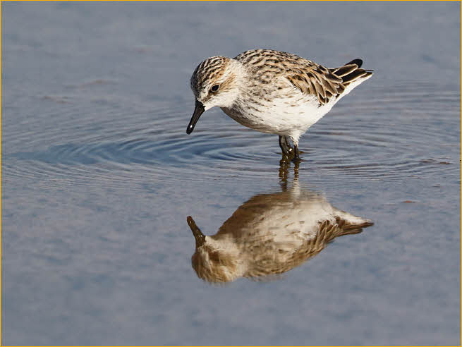 Western Sandpiper