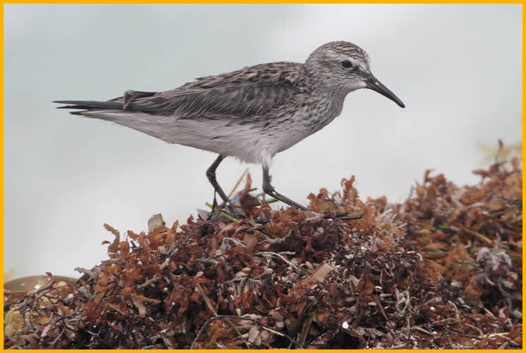 White-rumped Sandpiper