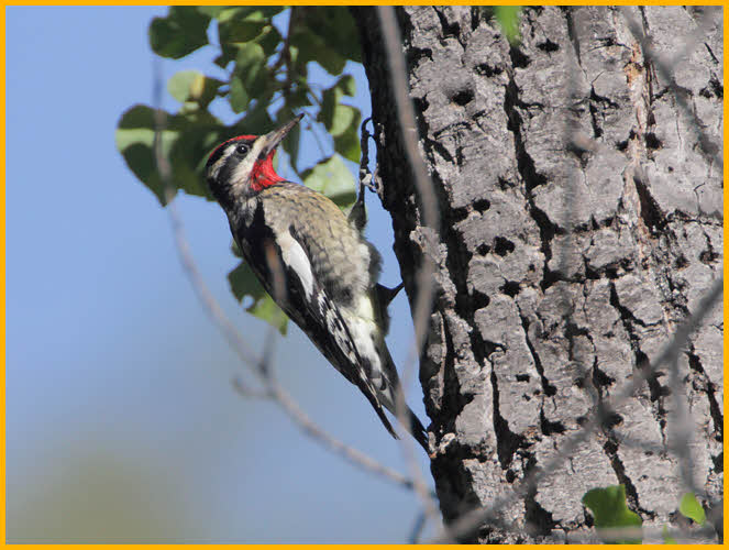 Red-naped Sapsucker