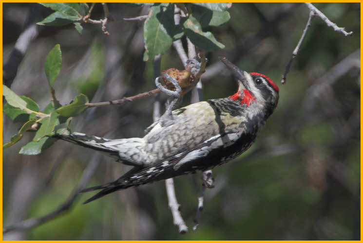 Female<BR>Red-naped Sapsucker