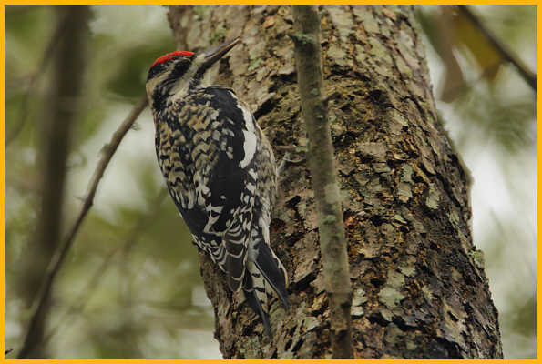 Female <BR>Yellow-bellied Sapsucker