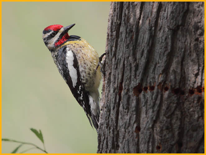 Yellow-bellied Sapsucker