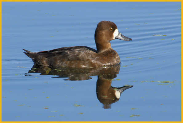 Female<BR>Lesser Scaup