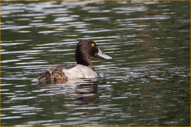 First Winter<BR>Lesser Scaup