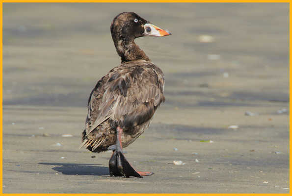 Juvenile <BR>Surf Scoter