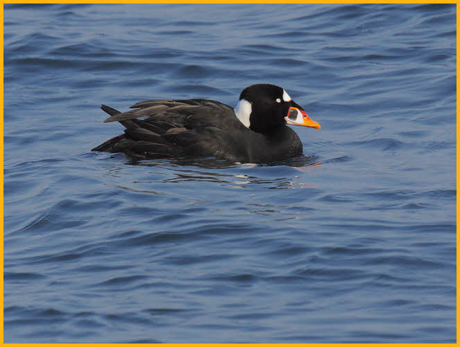 Surf Scoter