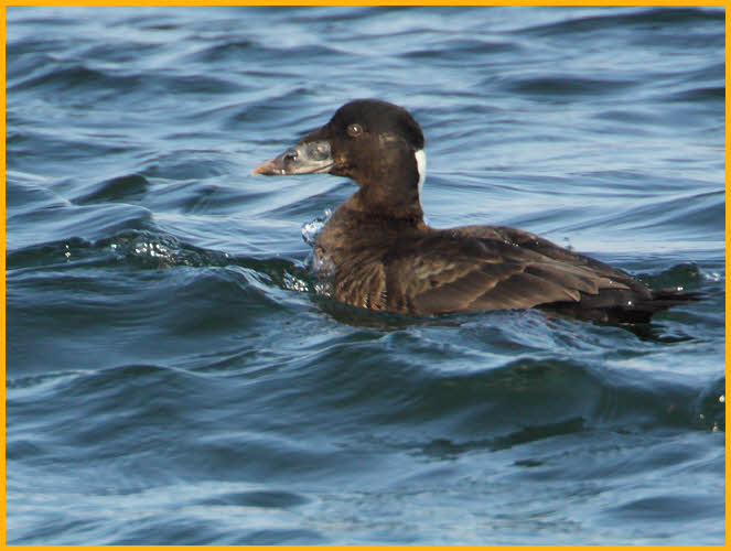 First Winter <BR>Surf Scoter