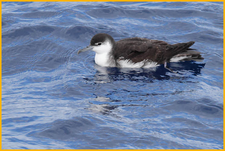 Audubon's Shearwater