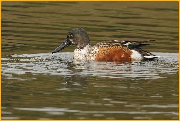 Transition <BR>Northern Shoveler