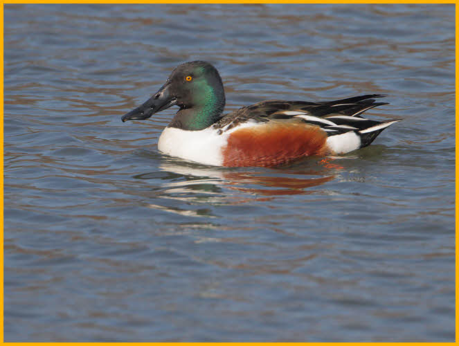 Northern Shoveler