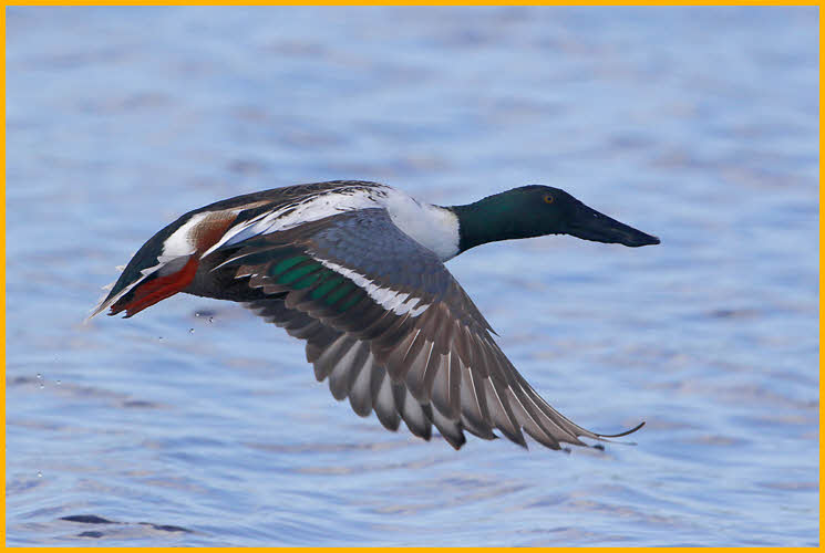 Northern Shoveler