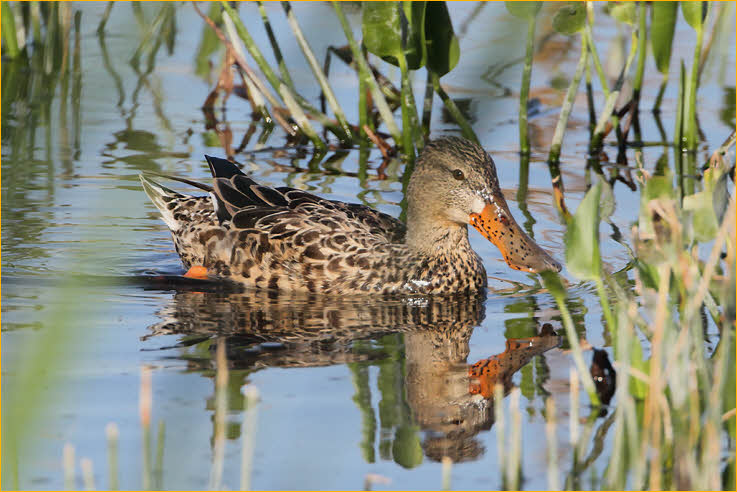 Female<BR>Northern Shoveler