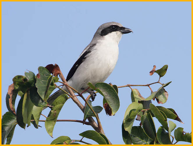 Loggerhead Shrike
