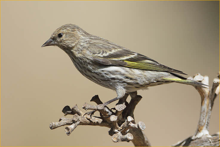 Pine Siskin