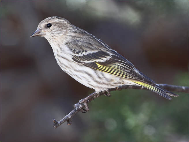 Female<BR>Pine Siskin