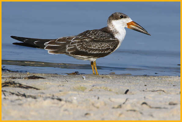 Juvenile <BR>Black Skimmer