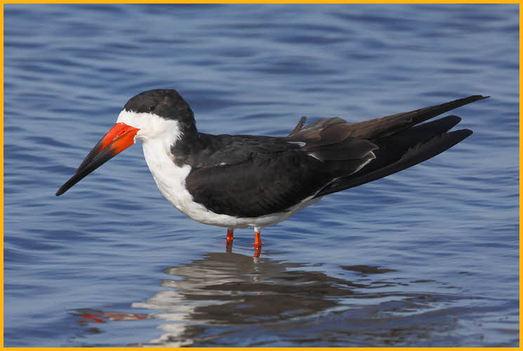Black Skimmer