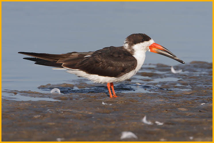 Nonbreeding<BR>Black Skimmer