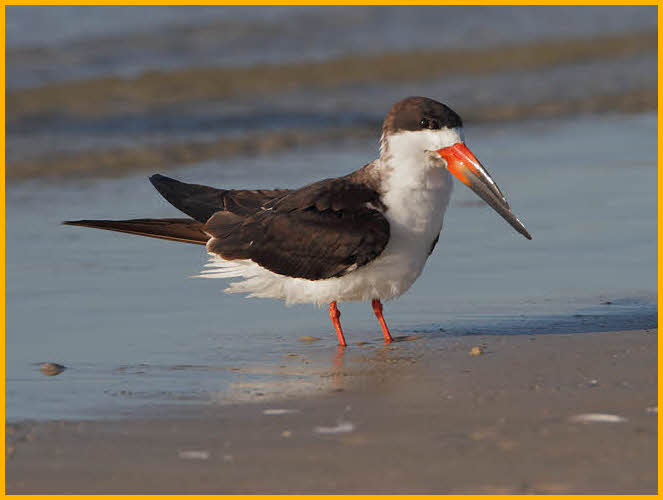 First Winter<BR>Black Skimmer