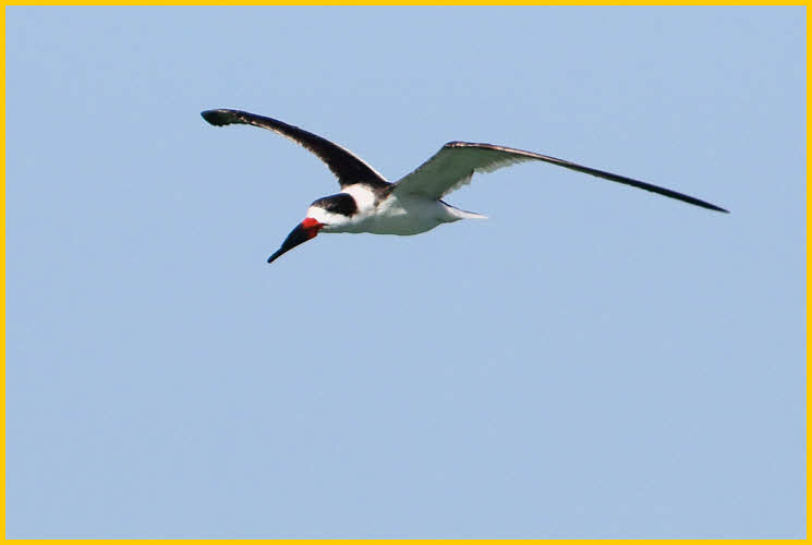 First Winter<BR>Black Skimmer