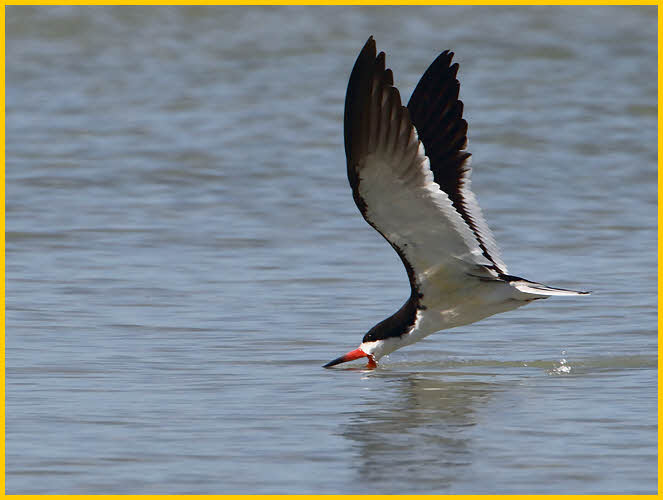 Black Skimmer