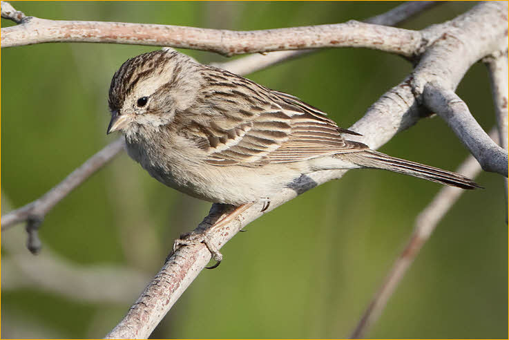 Brewer's Sparrow