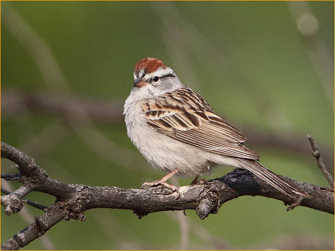 Chipping Sparrow