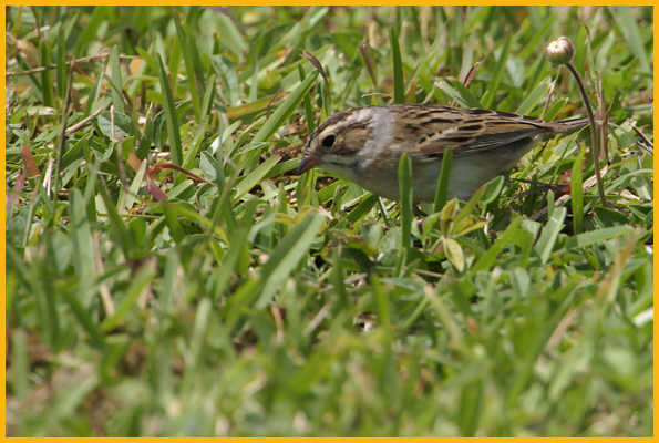 Clay-colored Sparrow