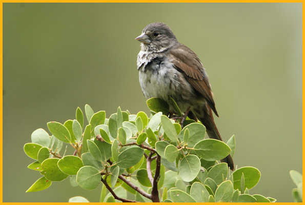 Thick-billed <BR>Fox Sparrow