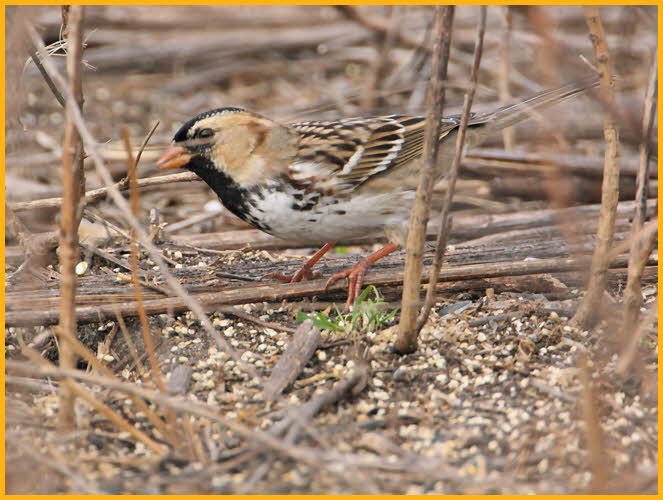 Harris's Sparrow
