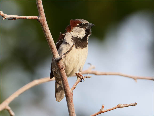 House Sparrow