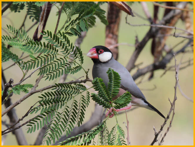 Java Sparrow