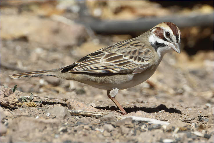 Lark Sparrow