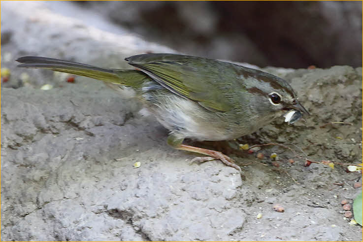Olive Sparrow