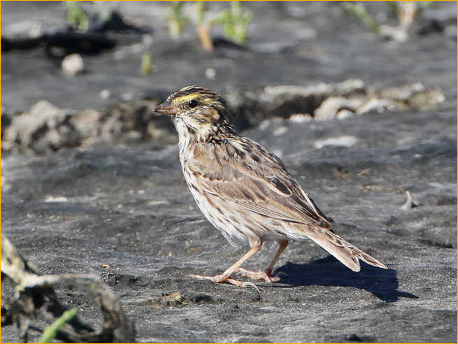 Savannah Sparrow