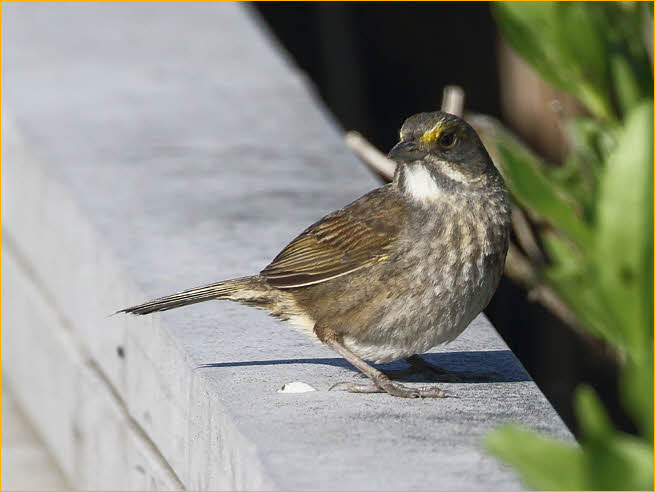 Atlantic<BR>Seaside Sparrow