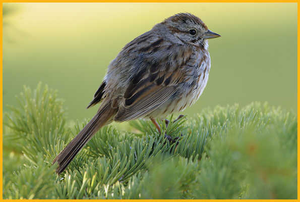 Pacific Northwest <BR>Song Sparrow