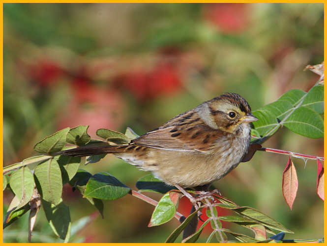 Nonbreeding <BR>Swamp Sparrow