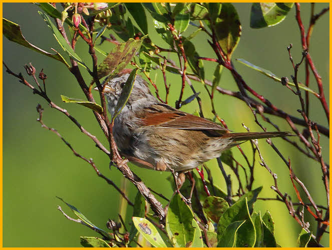 Swamp Sparrow