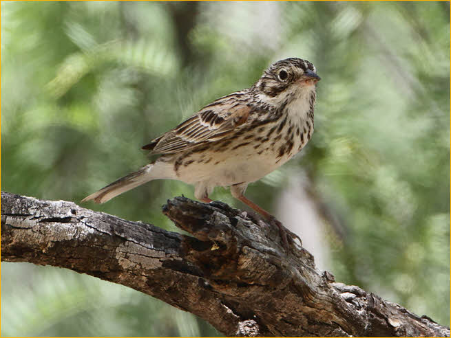 Vesper Sparrow