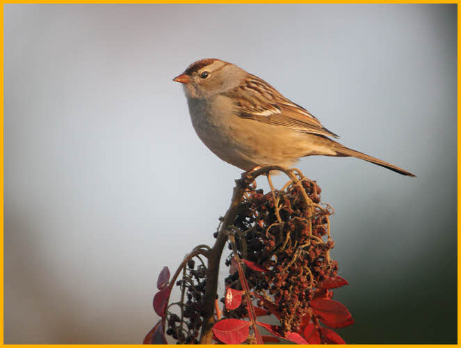 First Winter East Taiga<BR>White-crowned Sparrow