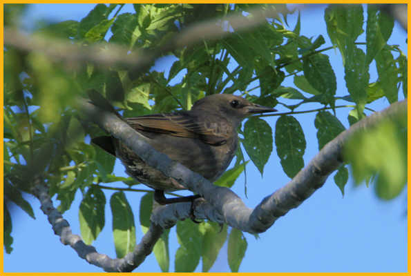 Juvenile <BR>European Starling