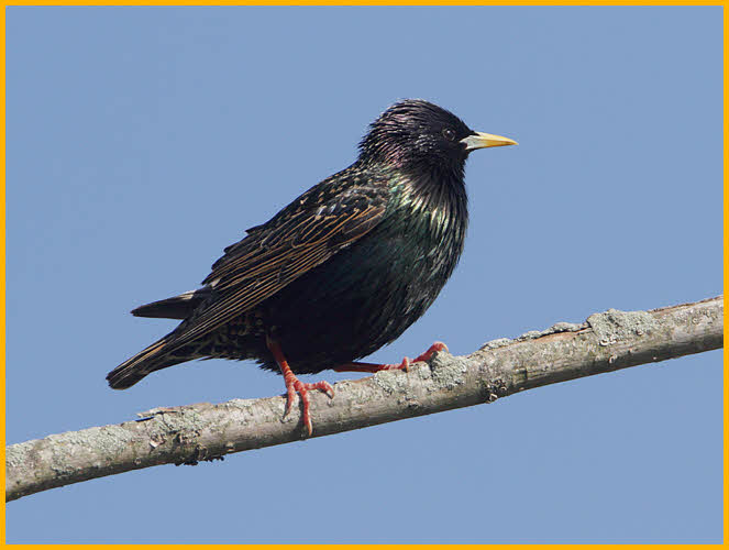 European Starling