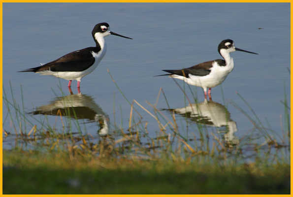 Male and Female <BR>Black-necked Stilts