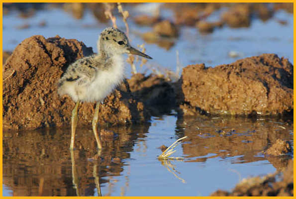 Black-necked Stilt Chick